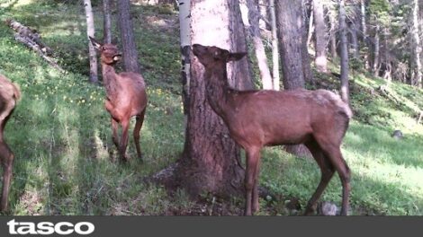 Preserving the Rio Grande Cutthroat Trout: Lessons in Environmental Activism Image